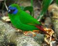 Blue faced parrot finch