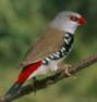 Diamond firetail