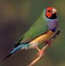 Gouldian