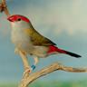 Red Browed finch